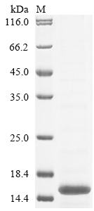 Mouse Plaa protein