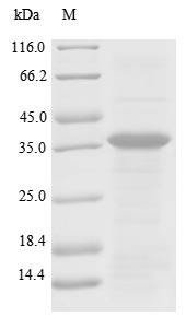 Human PLG protein