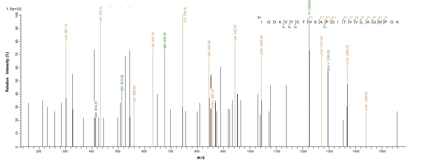 Mouse Pmaip1 protein