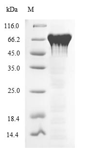 Mouse Pparg protein