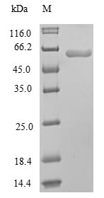 Mouse Pparg protein