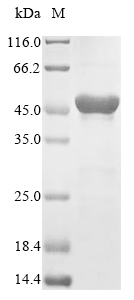 Human PRKACA protein