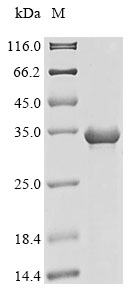 Human PRSS1 protein