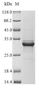 Human PRTN3 protein