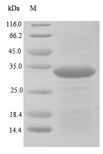 Human PTPRZ1 protein
