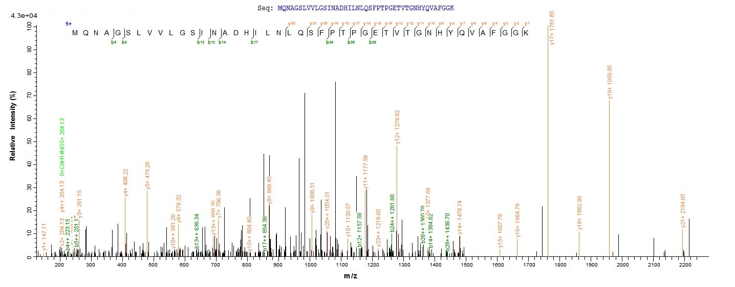 E. coli rbsK protein