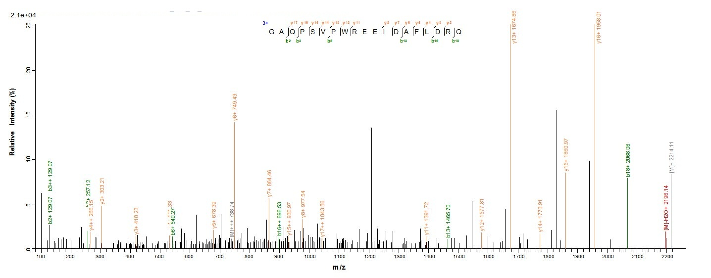 E. coli rbsK protein