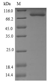 Human RECQL protein