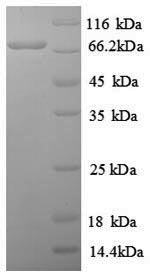 Human REL protein