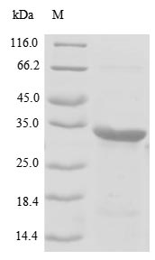 Porcine RHO protein