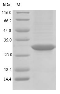 Porcine RHO protein