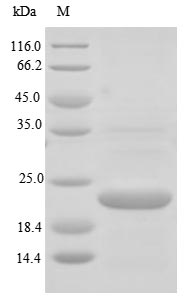 Human RNASE4 protein
