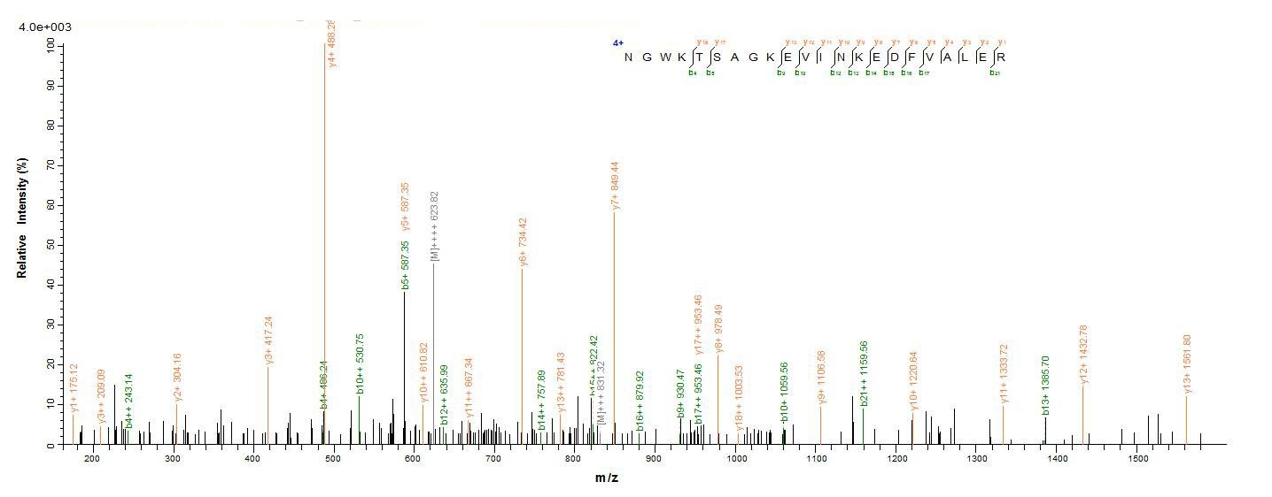 Human RNASEH1 protein