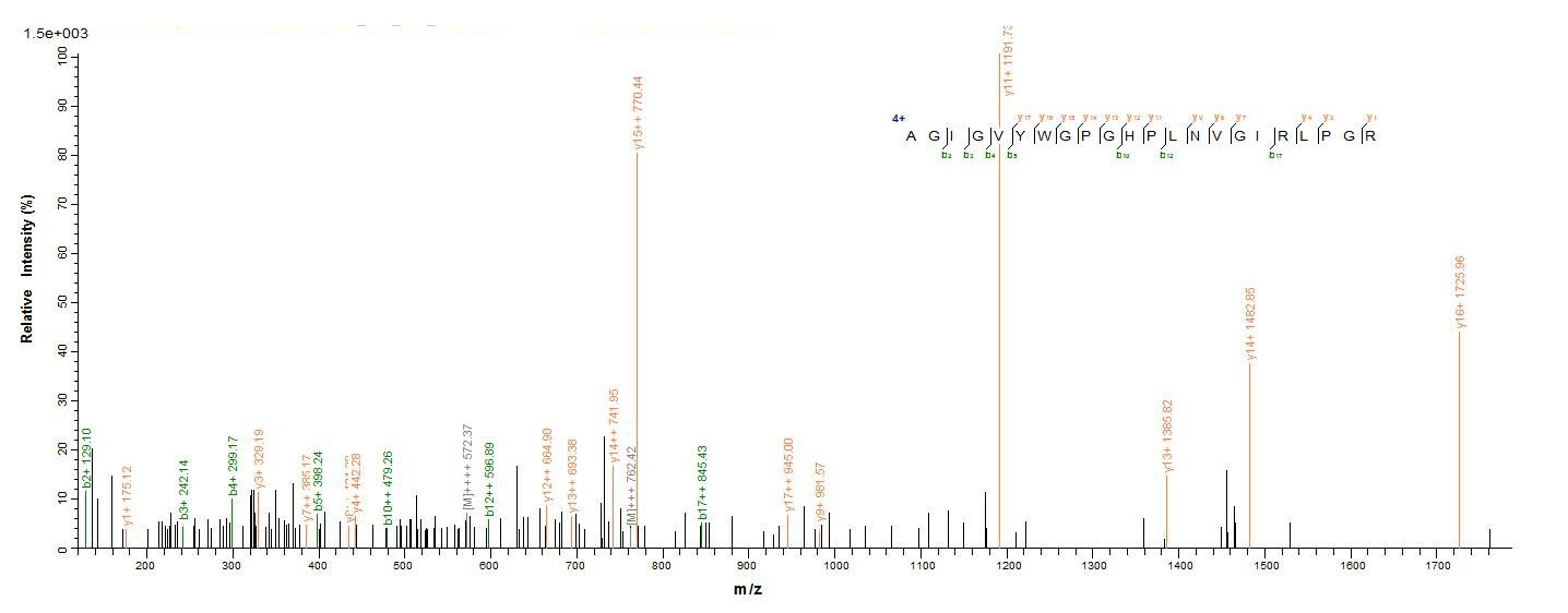 Human RNASEH1 protein