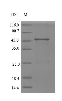 Human RPA2 protein