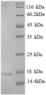 Human RPA3 protein