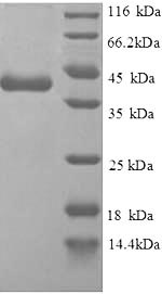 Human RPA3 protein