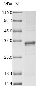 Drosophila RpL10 protein