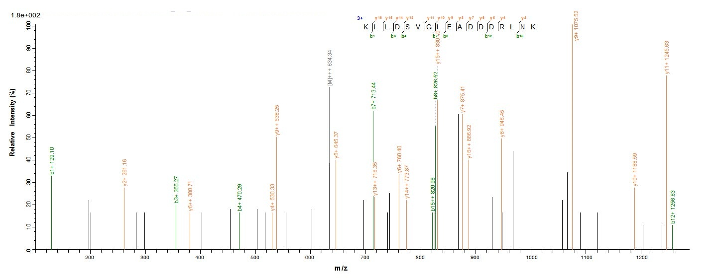Human RPLP2 protein