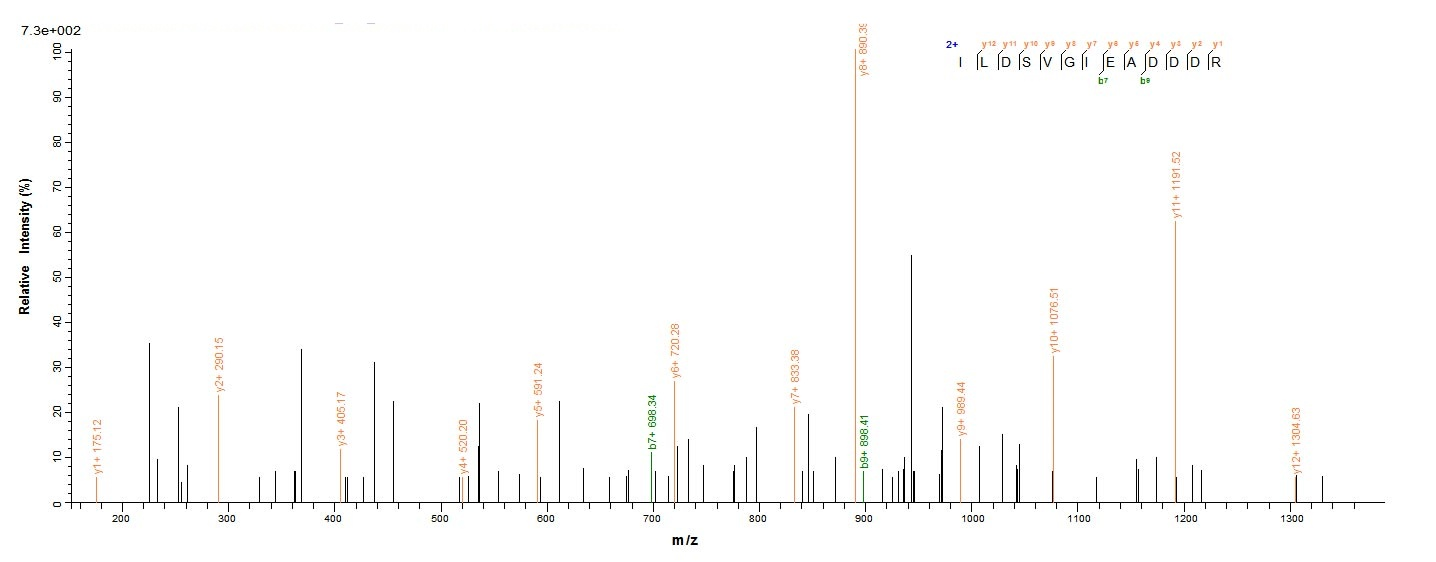 Human RPLP2 protein