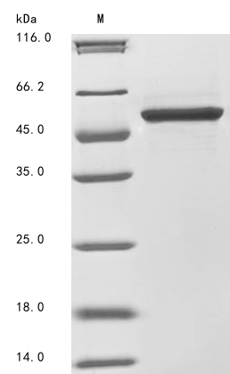 Rat Runx1 protein