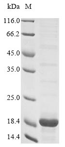 Rat S100a4 protein
