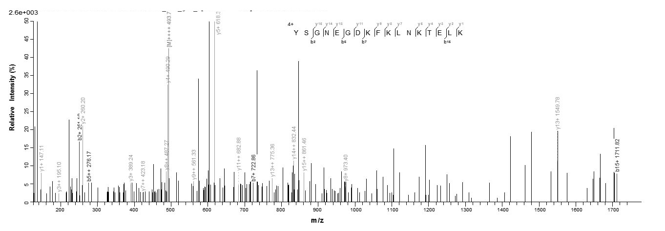 Rat S100a4 protein