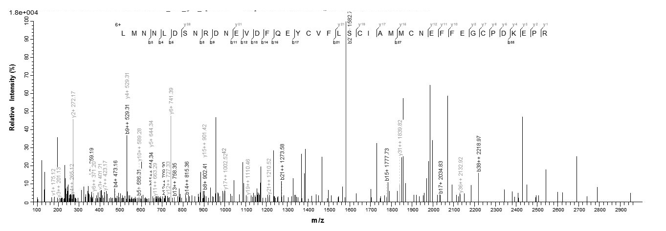 Rat S100a4 protein