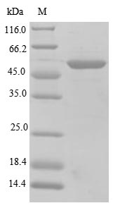 Mouse Sag protein