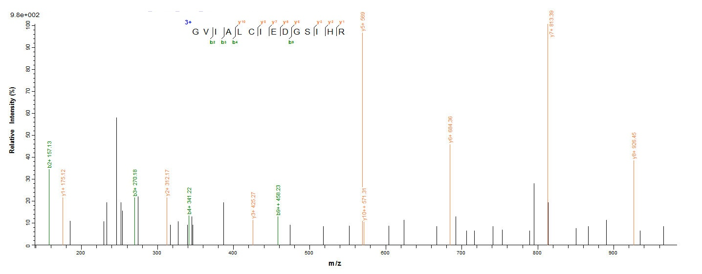Human SDHA protein