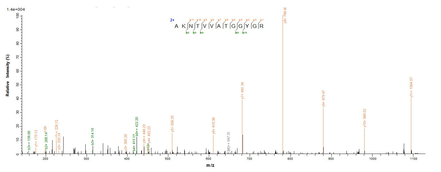 Human SDHA protein