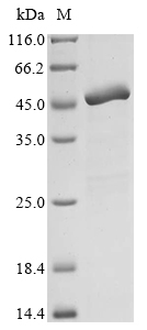 Porcine SERPINB1 protein