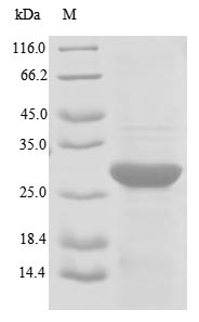 Human TRA2B protein