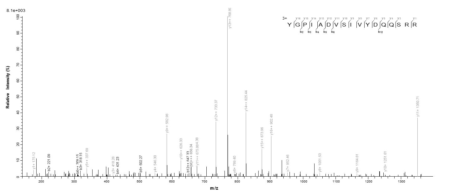 Human TRA2B protein
