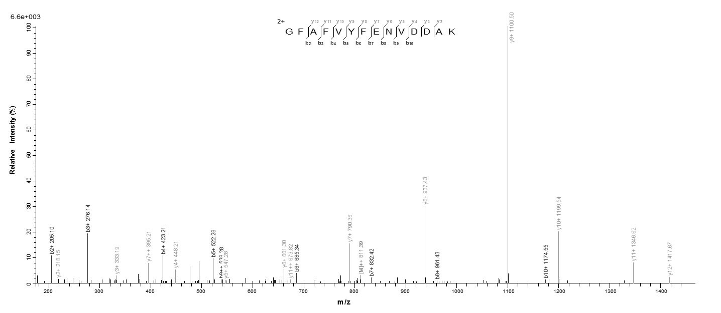Human TRA2B protein