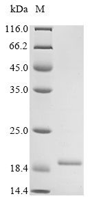 Mouse Sftpc protein