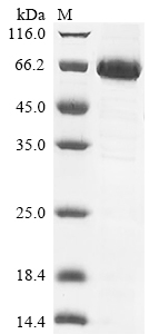 Human SMAD6 protein