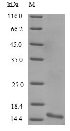 Mouse alpha Synuclein protein