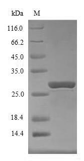 Mouse Socs1 protein