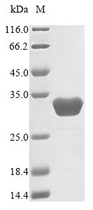 Human SPR protein