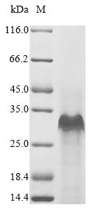 Mouse Sprr2b protein