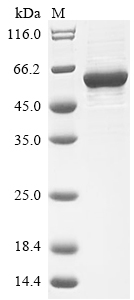 Human SRC protein