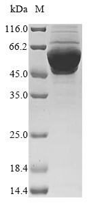 Human SRC protein
