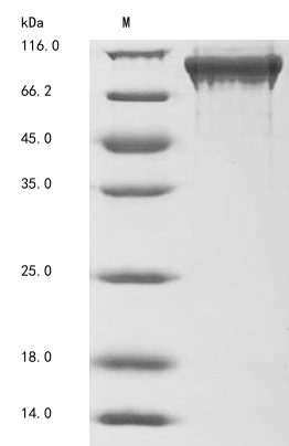 Human STXBP1 protein