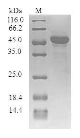 Human SYNGR1 protein
