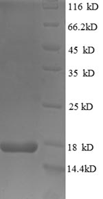 Human TDGF1 protein