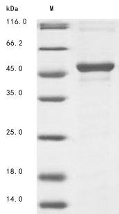 Mouse Tdo2 protein