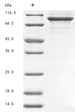 Rat Tissue factor protein