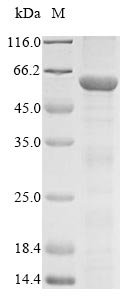 Mouse Tfap2a protein
