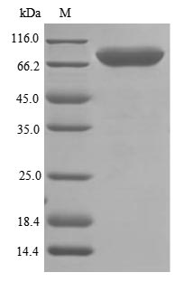 Rat Tfr2 protein